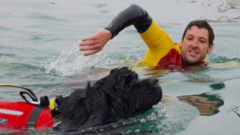 Strande for hunde og livredderhunde på stranden