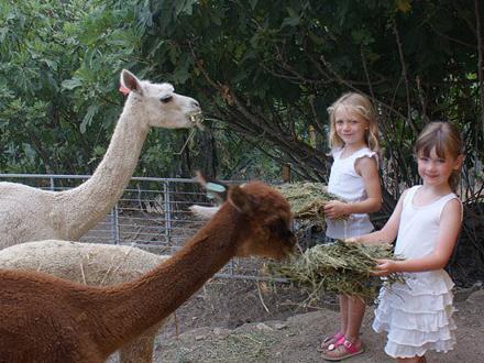 Familie flyttede til Spanien og åbnede en lamafarm