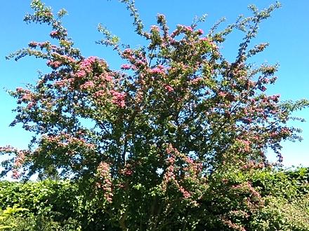 Rødtjørnen i blomst