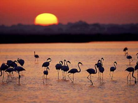 WEEKEND: Solnedgang over Doñana. Nationalparken byder på ren idyl og masser af natur